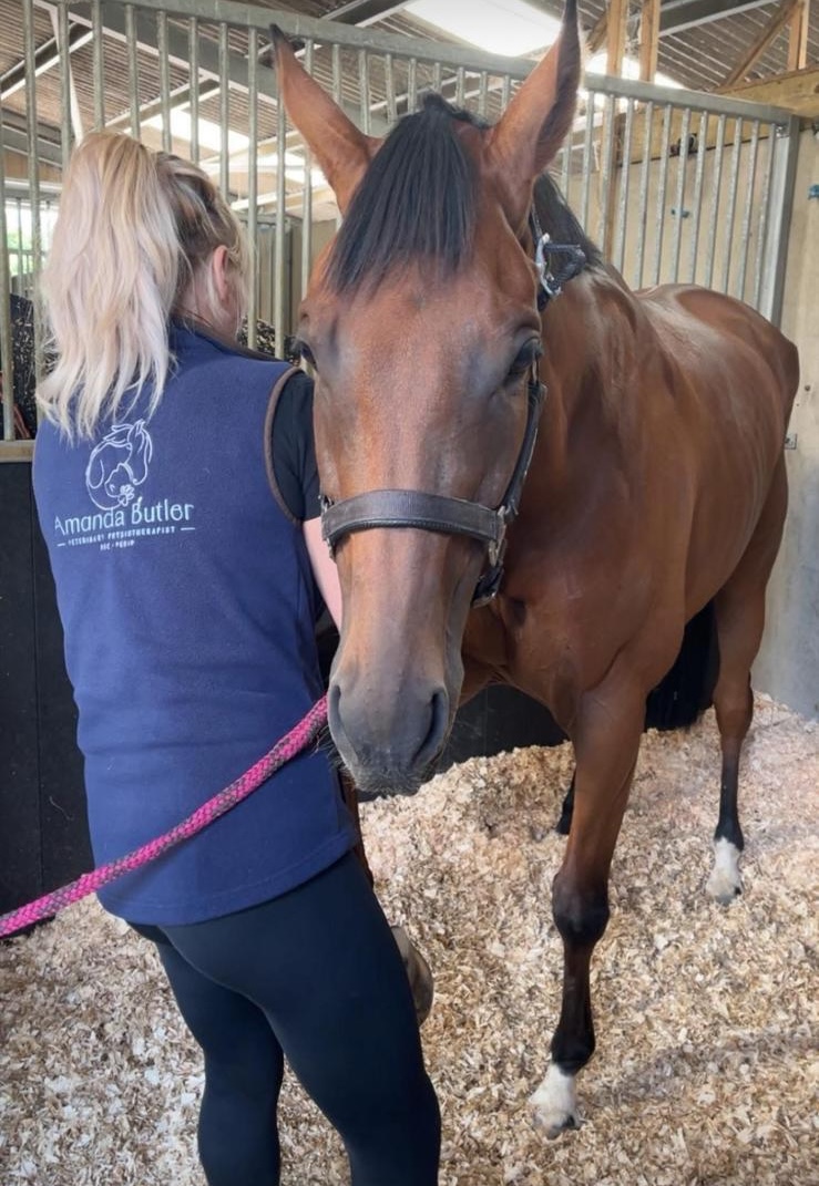 Equine treatment session