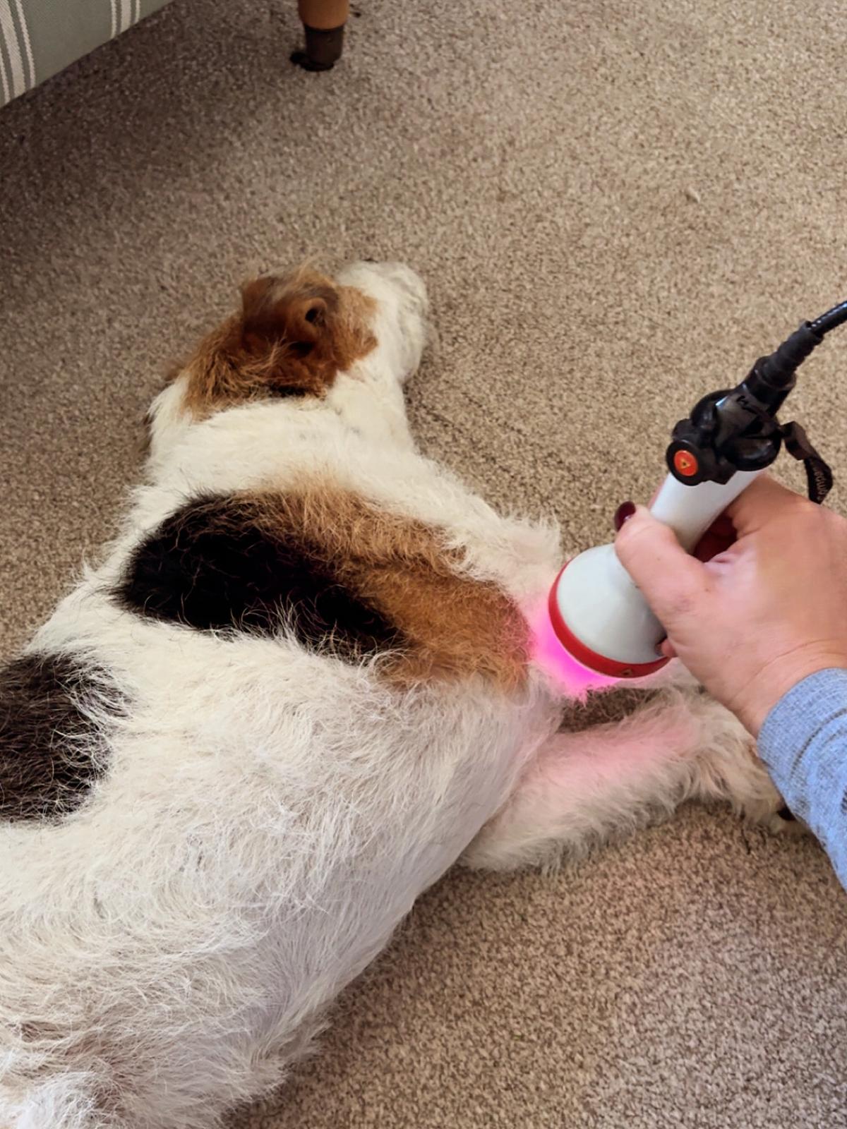 Canine physiotherapy treatment