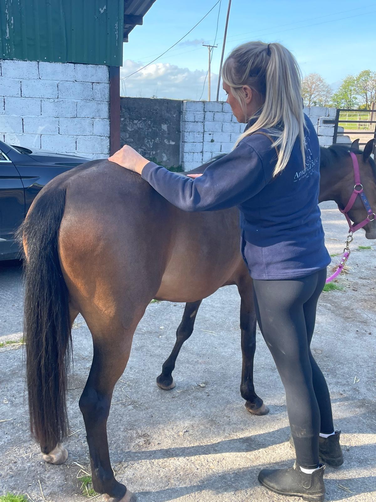 Equine physiotherapy horse with Amanda Butler